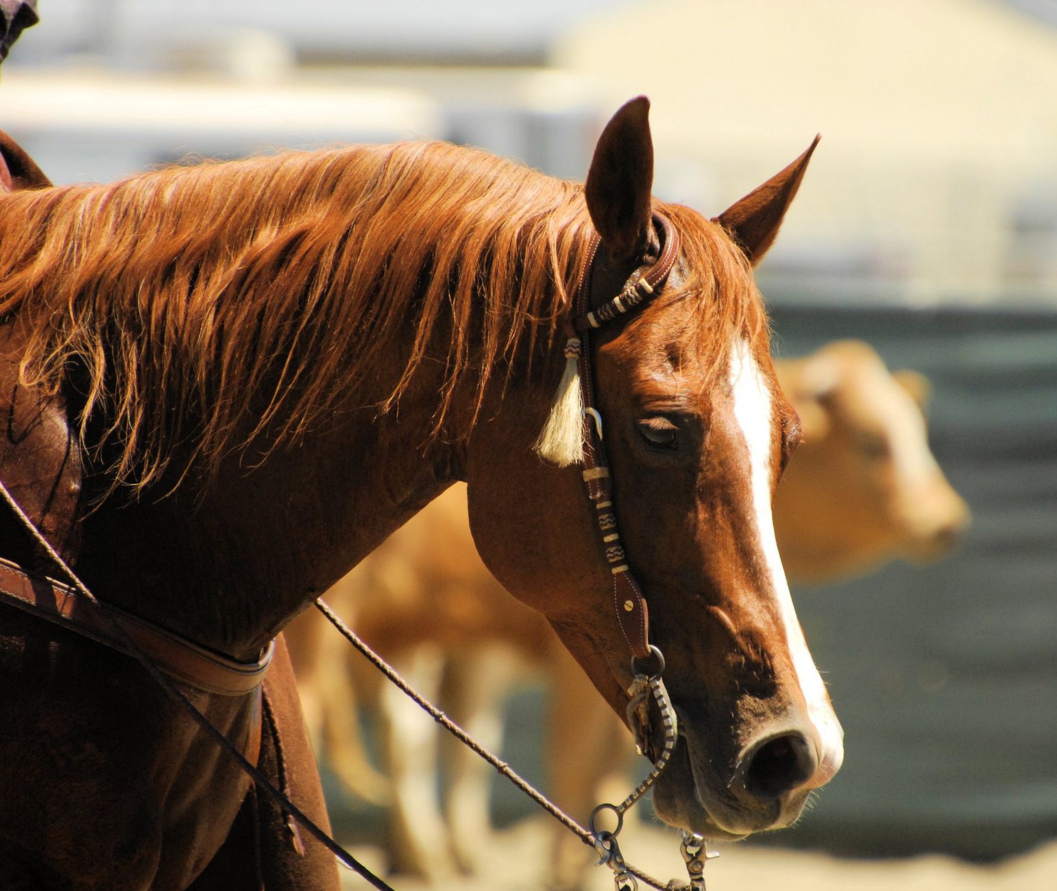 Three Sires Hit NRHA Earnings Milestones